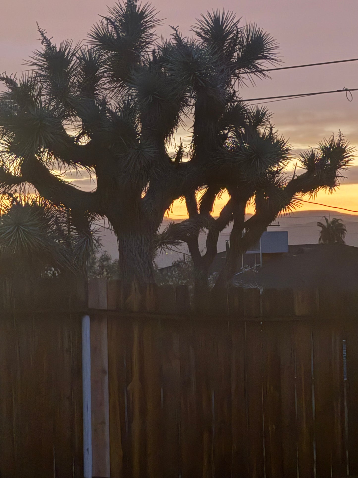 NOVEMBER 2025 Art Retreat Joshua Tree, CA